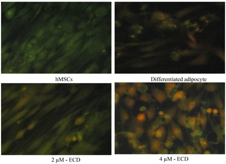 Determination of mitochondrial membrane potential using JC‐1 staining. hMSCs were treated with 4 µM of ECD for 14 days. The qualitative assessment of Jc‐1 staining was achieved by fluorescent microscopy.
