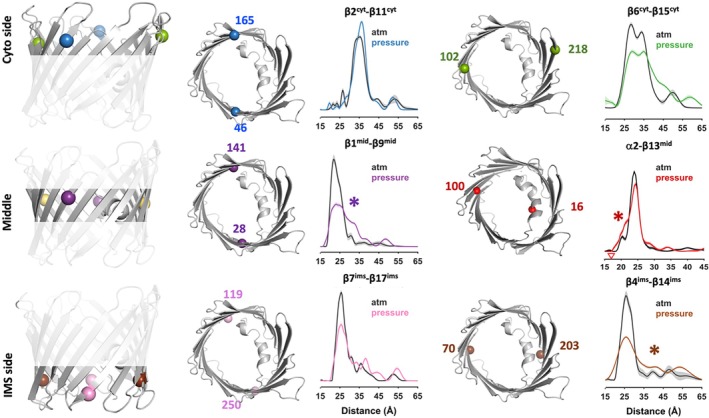 Pressure perturbation reveals local conformational changes in VDAC1. SDSL and DEER spectroscopy were used to monitor pressure‐induced conformational changes in nanodisc‐reconstituted VDAC1 at 3 kbar hydrostatic pressure. Six double‐cysteine mutant pairs were introduced at strategic locations spanning the cytosolic faceβ2cyt–β11cyt,β6cyt–β15cyt, the mid‐poreα2mid–β13mid,β1mid–β9mid, and the intermembrane space (IMS) sideβ4ims‐14ims,β7ims–17ims. For each spin pair, DEER‐derived distance distributions are shown at atmospheric pressure (black) and under 3 kbar pressure (colored traces). Asterisks (*) indicate spin pairs exhibiting significant but reversible pressure‐induced changes. Associated dipolar evolution data are shown in SFig.9.