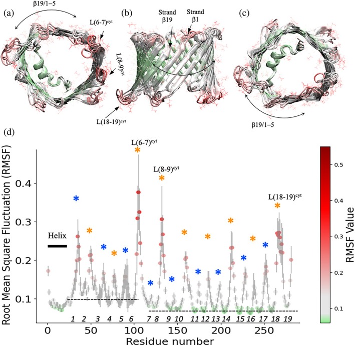 Localized flexibility of VDAC1 revealed by all‐atom molecular dynamics simulations. Five representative structures of VDAC1 sampled over a 500‐ns all‐atom molecular dynamics simulation are shown and color‐coded according to backbone root‐mean‐square fluctuations (RMSF). Structures are viewed from (a) the cytoplasmic side, (b) theβ19–β1–β5 face, and (c) the intermembrane space (IMS) side. Elevated RMSF values are localized to one side of theβ‐barrel, encompassingβ‐strandsβ1–β5 and the structurally contiguousβ19 strand, as well as select cytosolic loop regions. (d) RMSF values for all residues (backbone atoms only) plotted as a function of residue number. Cytosolic loops are indicated by orange asterisks, and IMS‐facing loops by blue asterisks. Numbers on top of thex‐axis represent theβ‐strands. Regions corresponding to the N‐terminal helix exhibit comparatively low RMSF values, consistent with a globally stableβ‐barrel scaffold and localized conformational flexibility.