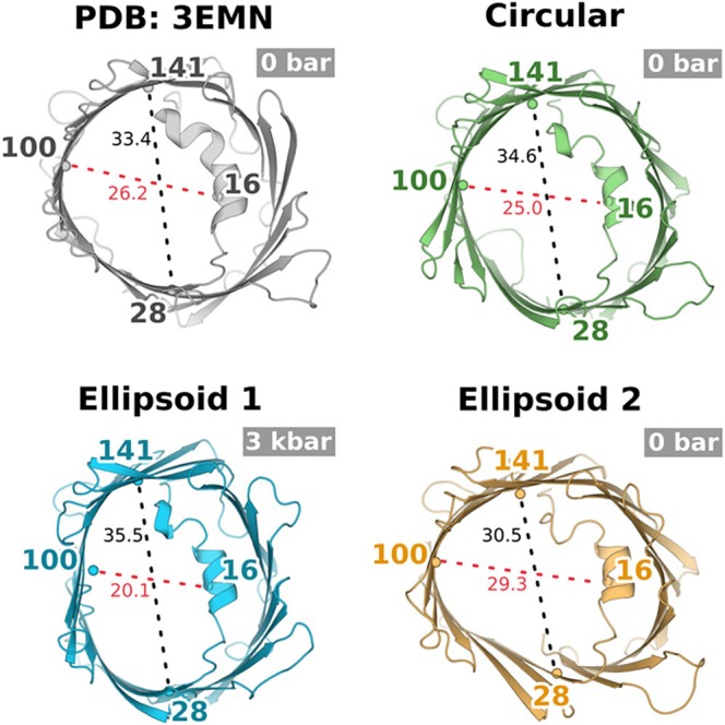 DEER‐consistent MD ensembles reveal elliptical VDAC1 conformations. Average structures representing the near‐circularβ‐barrel conformation (green) and two elliptical conformations—ellipsoid 1 (blue) and ellipsoid 2 (orange) identified by DEER‐informed filtering of unbiased MD simulations—are shown in comparison with the open‐state crystal structure of VDAC1 (gray; PDB3EMN). Distances corresponding to experimentally probed mid‐pore DEER spin‐label pairs are indicated, illustrating axis‐specific barrel deformations. The ellipsoid 1 conformation corresponds to the pressure‐stabilized DEER state, whereas the ellipsoid 2 conformation aligns with the ambient‐pressure DEER state.