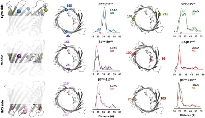 Comparison of VDAC1 structure in lipid nanodiscs and detergent micelles by DEER spectroscopy. SDSL and DEER spectroscopy were used to compare conformational properties of VDAC1 reconstituted in lipid nanodiscs (ND) or solubilized in LDAO micelles. Six double‐cysteine variants were introduced at strategic locations spanning the cytosolic faceβ2cyt–β11cyt,β6cyt–β15cyt, the mid‐poreα2–β13mid,β1mid–β9mid, and the intermembrane space (ims) sideβ4ims–β14ims,β7ims–β17ims. For each pair, the modeled spin‐label positions are shown on the VDAC1 structure (PDB:3EMN), alongside the corresponding DEER‐derived distance distributions for LDAO (black) and nanodiscs (colored traces). Red triangles indicate MDDS‐predicted distances derived from the crystal structure. Associated dipolar evolution data are shown in SFig.2.