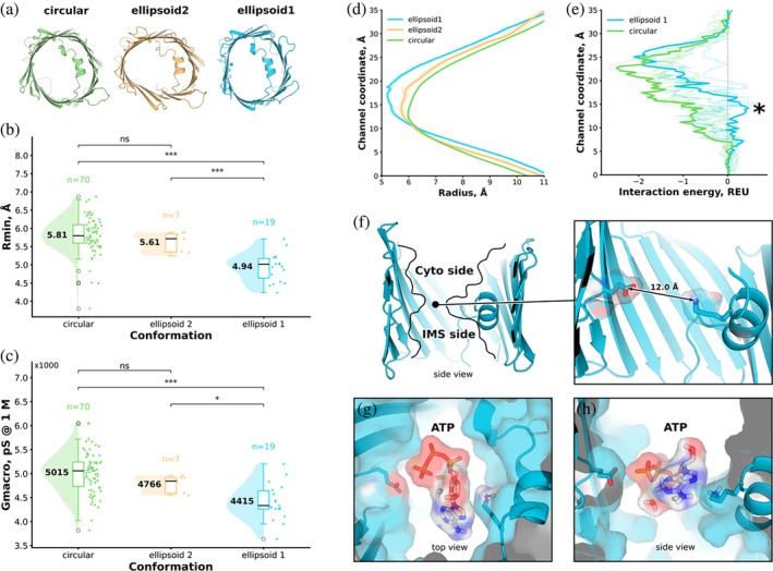 Geometric and functional characteristics of the VDAC1 conformations. (a) Representative structures of the three dominant conformational ensembles identified by DEER‐informed MD analysis: circular (green), ellipsoid 1 (blue), and ellipsoid 2 (orange). (b) Distribution of pore bottleneck radii (R_min) calculated using HOLE2 for each ensemble. Individual data points are representative frames; box plots indicate median and interquartile range, and half‐violin plots show the underlying distributions. The ellipsoid 1 ensemble exhibits a reduced bottleneck radius relative to the circular and ellipsoid 2 ensembles. (c) Estimated single‐channel conductance at 1 M salt concentration derived from pore geometry showing only modest but significant differences for the two ellipsoid conformations. (d) Axial pore‐radius profiles averaged over each ensemble, highlighting a pronounced mid‐pore constriction in the ellipsoid 1 conformation. (e) Predicted ATP interaction energy profiles along the channel axis, calculated using Rosetta LigandPathFinder. The ellipsoid 1 ensemble exhibits a positive free‐energy barrier in the bottleneck region (*), whereas the circular ensemble displays a continuous energetically favorable pathway. (f) Side view of the ellipsoid 1 conformations illustrating narrowing of the pore. (g), (h) Representative ATP poses within the ellipsoid 1 channel shown in top (g) and side (h) views, illustrating the bottleneck area.