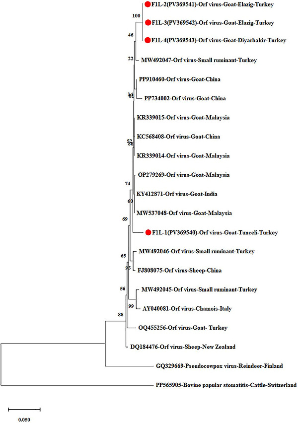 Phylogenetic tree based on theF1Lgene (the circles with red centres represent the Turkish isolates obtained from this study).