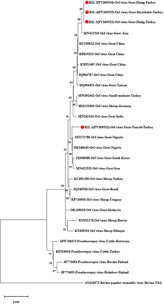 Phylogenetic tree based on theB2Lgene (the circles with red centres represent the Turkish isolates obtained from this study).