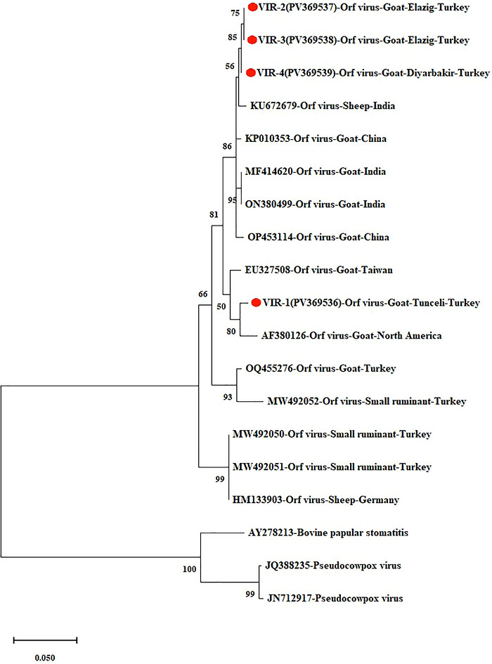 Phylogenetic tree based on theVIRgene (the circles with red centres represent the Turkish isolates obtained from this study).