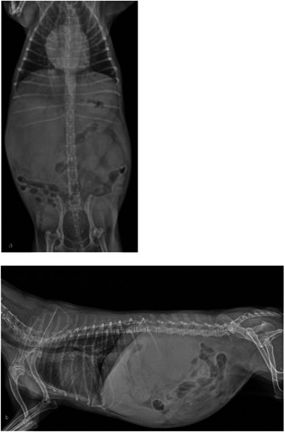 (a) Ventrodorsal view showing a large soft‐tissue opaque mass in the right cranial abdomen, displacing adjacent abdominal viscera. (b) Right lateral view demonstrating cranial abdominal enlargement with poor serosal detail and displacement of intestinal loops, consistent with a space‐occupying lesion.
