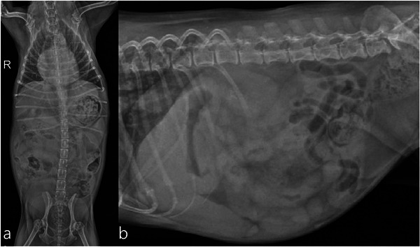 Follow‐up abdominal radiographs after 7 months of therapy. (a) Ventrodorsal view showing no evidence of the previously identified retroperitoneal mass. (b) Right lateral view confirming the absence of a space‐occupying lesion, consistent with complete radiographic remission.