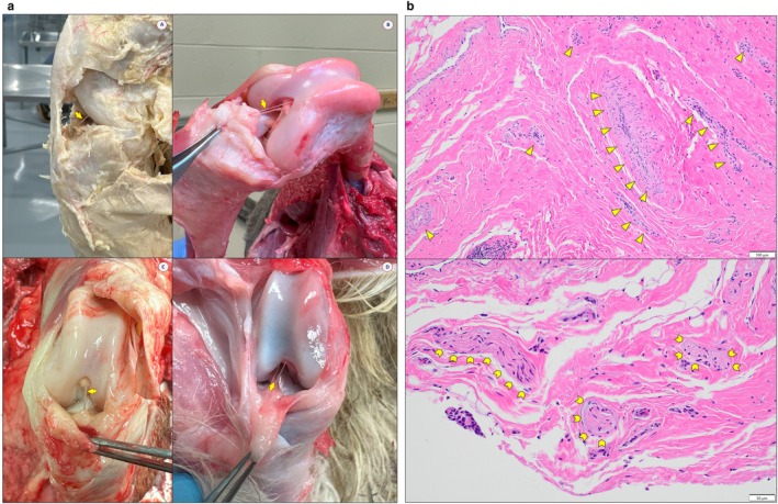 (a) Canine ligamentum mucosum (LM), anatomy. LM (arrow) observed in fixed (A) and adult fresh (B–D) hindlimb specimens. In (B, D), a vessel can be seen coursing parallel to the ligament. (b)Canine ligamentum mucosum (LM), histology—H&E. Collagen present throughout sections. Top: Vascular tissue, 10× (arrowheads). Bottom: Neuronal tissue, 20× (chevron arrows).