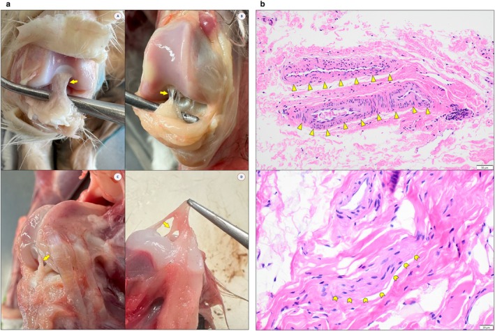 (a) Feline ligamentum mucosum (LM), anatomy. LM (arrow) observed in fixed (A), adult fresh (B, C), and juvenile fresh (D) hindlimb specimens. Note the individual variation in morphologies. (b) Feline ligamentum mucosum (LM), histology—H&E. Collagen present throughout sections. Top: Vascular tissue, 20× (arrowheads). Bottom: Neuronal tissue, 40× (chevron arrows).