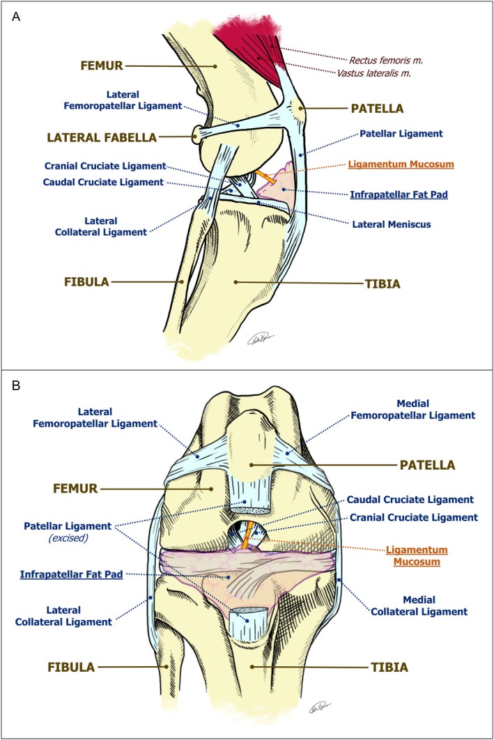 Ligaments of the right canine stifle, ligamentum mucosum(LM)included. (A) Cranial view. Infrapatellar fat pad obscures medial and lateral menisci. (B) Lateral view.