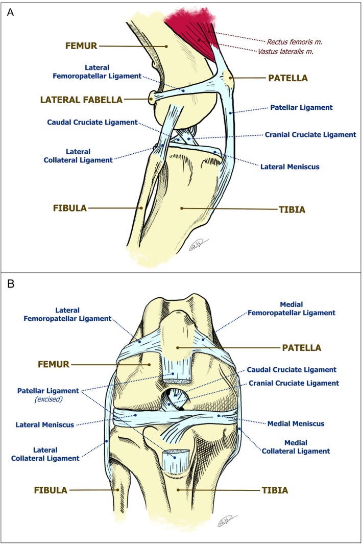 Ligaments of the right canine stifle. Level of detail is typical of the standard in most veterinary anatomical texts. (A) Cranial view. (B) Lateral view.