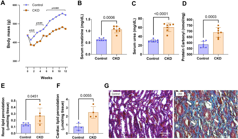 Body mass evolution over 12 weeks in control and CKD groups (A). Serum creatinine (B), serum urea (C), and protein carbonyl (D). Kidney (E) and heart (F) Lipid peroxidation levels in control and CKD animals. Representative photomicrographs of renal tissue from control and CKD animals (G). Histological analysis using Masson’s trichrome staining (×400 magnification) to evaluate tubulointerstitial fibrosis. Arrows (↑) indicate collagen deposition, markedly increased in the CKD group compared to the control group. (A), (F), and (G): control: n = 5; CKD: n = 5; (B) and (C): control: n = 7; CKD: n = 7; (D) control: n = 6; CKD: n = 7; (E): control: n = 4; CKD: n = 4.
