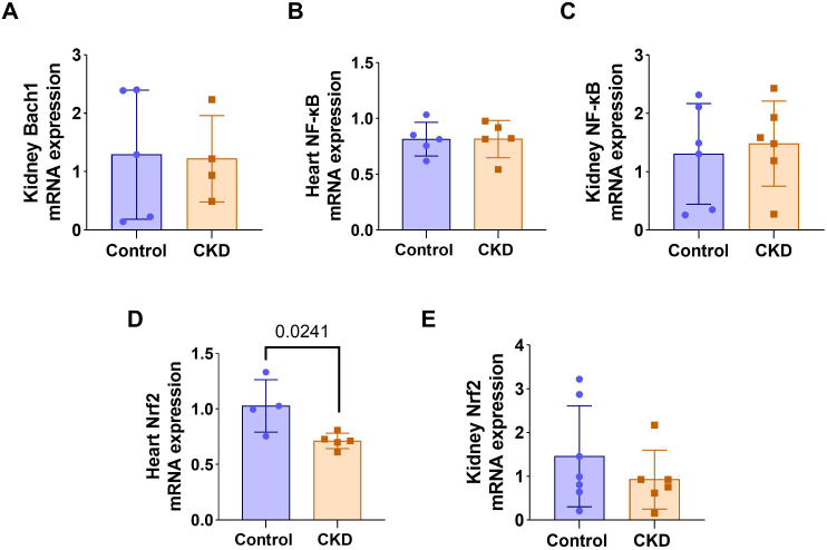 mRNA expression ofBach1in the kidney (A),Nf-κBin the heart (B),Nf-κBin the kidney (C),Nrf2in the heart (D), andNrf2in the kidney (E) in the experimental groups.