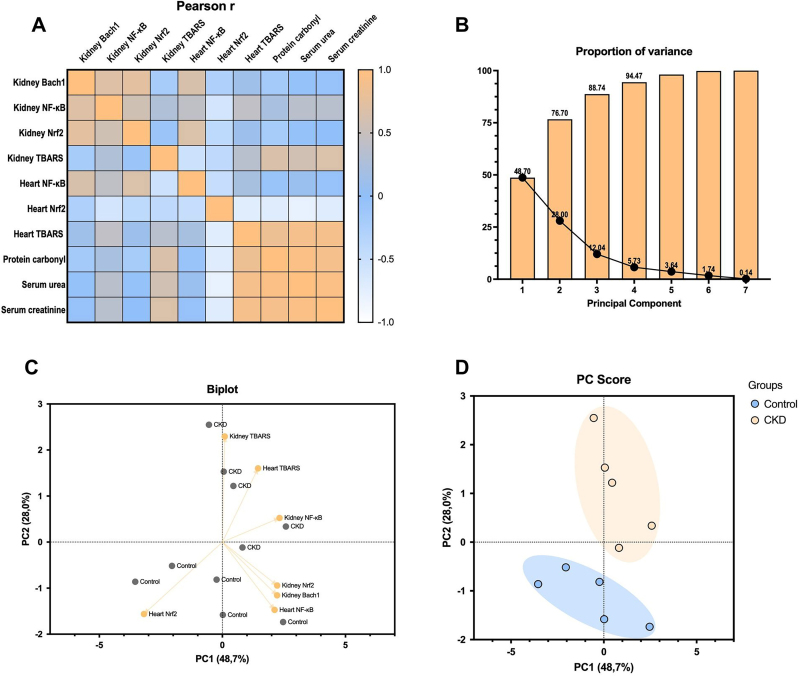Principal component analysis. Pearson’s correlation heatmap (A). Cumulative variance of PCs (B). Biplot of loading scores (C). Score plots of PCs (D). Control: n = 5; CKD: n = 5.