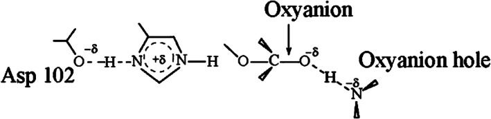 Schematic illustration of the low‐barrier hydrogen bond (LBHB) proposal in serine proteases. The figure depicts a covalent interaction model—whose validity remains to be established—in which active‐site groups, such as Asp102 and the oxyanion hole, form a partial covalent bond with the transition state of the reacting system, both in the enzyme and in solution. Incorporation of environmental effects into the energies of the diabatic states enables a quantitative assessment of how changes in the surroundings influence the charge‐transfer (CT) character of the hydrogen bond. This EVB‐based approach has been applied in quantitative analyses of putative hydrogen bonds to the environment (Garcia‐Viloca et al.,2001; Mulholland et al.,2000) and has shown that the LBHB hypothesis cannot account for the catalytic effect of preorganized hydrogen bonds.