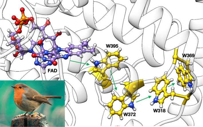 Structure of key residues and cofactors in ErCry4a. The flavin cofactor is in purple and the conserved tryptophan residues forming the ET chain are in gold, with green arrows indicating the photo‐induced electron transfer from FAD and the subsequent charge migration along the tryptophan chain. Inset:Erithacus rubecula(European robin).