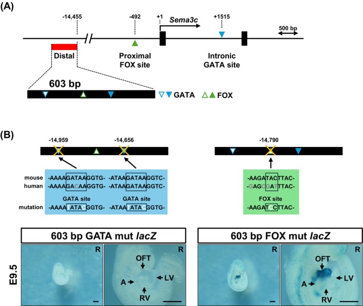 The activity of theSema3c603 bp enhancer depends on GATA transcription factor binding sites. (A) Genomic location of a novel distal enhancer ofSema3c. According to the previous reports, transcription factor binding sites were annotated in the 5′ promoter‐proximal region and within intron 1 of the mouseSema3cgene. The 603 bp enhancer (red box) identified in this study is located approximately 15 kb upstream of theSema3ctranscription start site. Motif analysis of the 603 bp enhancer using the JASPAR database (a relative profile score threshold of > 95%) identified enriched transcription factor binding motifs of GATA and FOX families. Open symbols indicate motifs specific to the mouse enhancer sequence, whereas filled symbols denote motifs conserved in humans. (B) The 603 bp enhancer contains two GATA binding sites. Mutation of these sites in F0 embryos resulted in a complete loss of enhancer activity. In contrast, mutation of a single FOX binding site in this enhancer did not affect reporter activity. X‐gal staining was performed at 37°C°C for 24 h (GATA mutation) and 6 h (FOX mutation). A, atrium; LV, left ventricle; OFT, outflow tract; R, right view. Scale bar: 500 μm.
