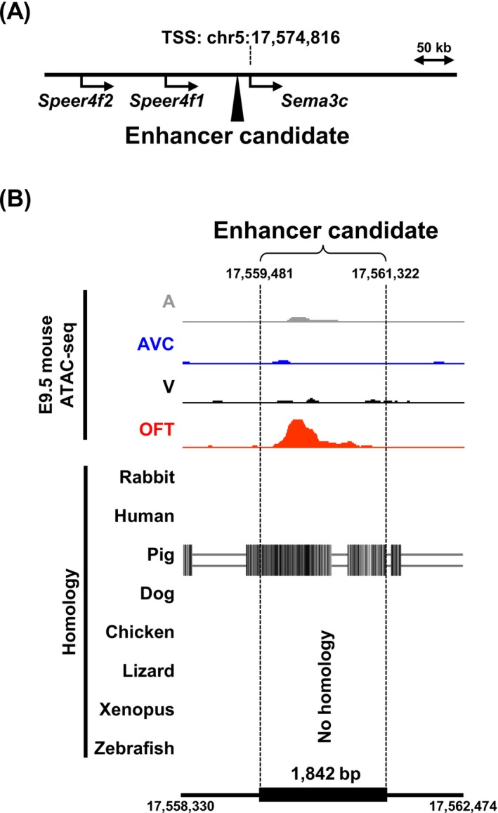 Identification of aSema3cenhancer candidate from an OFT‐specific accessible chromatin region. (A) The closest OFT‐specific DAR upstream ofSema3cwas identified as an enhancer candidate. The mouse genome assembly version, GRCm38/mm10 was used. (B) ATAC‐seq data of the 1842 bp enhancer candidate located at chr5:17,559,481–17,561,322 are compared among four independent anatomical segments of the E9.5 mouse heart: Atrium (A), atrioventricular canal (AVC), ventricle (V), and outflow tract (OFT). Comparative genomics analysis using the UCSC Genome Browser showed that this candidate exhibits mammalian‐conserved sequence homology.