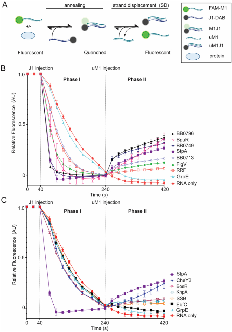 B. burgdorferiproteins with in-solution RNA annealing and strand displacement assay. (A) Schematic of in-solution annealing and strand displacement experimental strategy. The fluorescence of the 5’ FAM-labeled M1 RNA (FAM-M1), with or without protein, is measured for 40 s. The RNA annealing reaction is started by injection of 3’ Dabcyl-labeled J1 (J1-Dab) RNA. Fluorescent measurements were taken every 10 s for 200 s. Base-pairing of FAM-M1 and J1-Dab results in quenching of the FAM-fluorophore (M1J1). Unlabeled-M1 (uM1) is injected at 240 s and fluorescence is measured for another 200 s, with 10 s intervals. Strand displacement is observed as uM1 replaces FAM-M1 in the duplex (uM1J1), releasing FAM-M1 and increasing fluorescence. (B and C) time-resolved curves were normalized to 1 at 40 s and 0 at 240 s. Each vertical dotted line represents the time that RNA was injected into each sample. RNA without protein (red circle) or GrpE (teal triangle) served as negative controls. StpA, an RNA chaperone fromE. coli, was used as a positive control (purple square).B. burgdorferiproteins BpuR (open pink triangle), FlgV (green hexagon), RRF (open red square), BB0713 (open lavender diamond), BB0749 (blue diamond) and BB0796 (black diamond) with annealing rates at least 2-fold higher than RNA only are displayed in (B). WhereasB. burgdorferiproteins BosR (open magenta upside-down triangle), CheY2 (blue upside-down triangle), EbfC (black square), KhpA (open teal square) and SSB (open orange circle) with annealing rates less than 2-fold compared to RNA only are displayed in (C). Error bars represent the standard error of the mean (SEM) of three replicates.