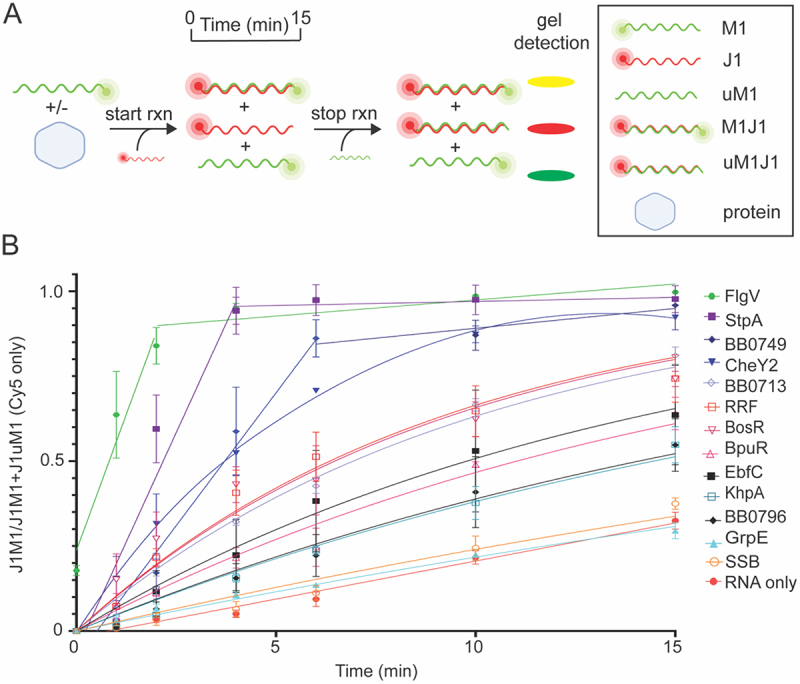 B. burgdorferiproteins with gel RNA annealing activity. (A) Schematic of RNA annealing assay using Cy3-labeled M1 (green) and Cy5-labeled J1 (red) RNAs. The reaction is initiated by adding Cy5-labeled J1 to a mixture of Cy3-labeled M1 RNA and buffer with or without protein. Annealing is measured over a time course of 15 min resulting in an increasing yellow band (J1M1). Stop buffer and excess unlabeled-M1 (uM1) are used to halt the reaction. Excess uM1 binds to J1, yielding a dsRNA that appears as a red band (J1uM1). This band is slightly smaller than J1M1 due to the lack of the Cy3-fluorophore on uM1. Representative images of RNA annealing gels are shown in Figure S5A. (B) Normalized linear regression of the ratio of J1M1 dsRNA to total RNA at each timepoint produced the annealing curves for each sample. RNA without protein (red circle) and StpA (purple square) served as negative and positive controls, respectively. FlgV (green hexagon), BB0749 (blue diamond), CheY2 (blue upside-down triangle), BB0713 (open lavender diamond), RRF (open red square), BosR (open magenta upside-down triangle), BpuR (open pink triangle), EbfC (black square), KhpA (open teal square), and BB0796 (black diamond) displayed gel annealing activity. Error bars represent the SEM of three replicates.