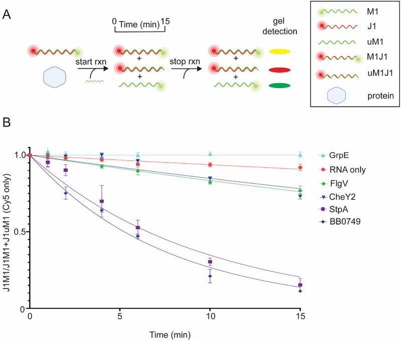 B. burgdorferiproteins with gel RNA strand displacement activity. (A) Illustration of the gel RNA displacement assay. Preformed dsRNA (M1J1) was generated with 5’ Cy3-labeled M1 and 5’ Cy5-labeled J1. The strand displacement reaction is initiated by adding unlabeled M1 (uM1) to J1M1 in the presence or absence of protein. Samples are withdrawn from the reaction over time and analyzed by native polyacrylamide gel electrophoresis. The amount of preformed J1M1 dsRNA (yellow band) will decrease with a concomitant increase in the J1uM1 dsRNA (red band) formation over time if the protein has strand displacement activity. Representative images of the RNA strand displacement gels are shown in Figure S6A. (B) Normalized non-linear regression of the ratio of J1M1 dsRNA to total RNA for each time point yielded stand displacement curves. Only the Cy5 channel was quantified and used when graphing the curves. RNA only (red circle) and StpA (purple square) were used in the assay as negative and positive controls, respectively. FlgV (green hexagon), BB0749 (blue diamond), and CheY2 (blue upside-down triangle) displayed gel strand displacement activity. Error bars represent the SEM of three replicates.