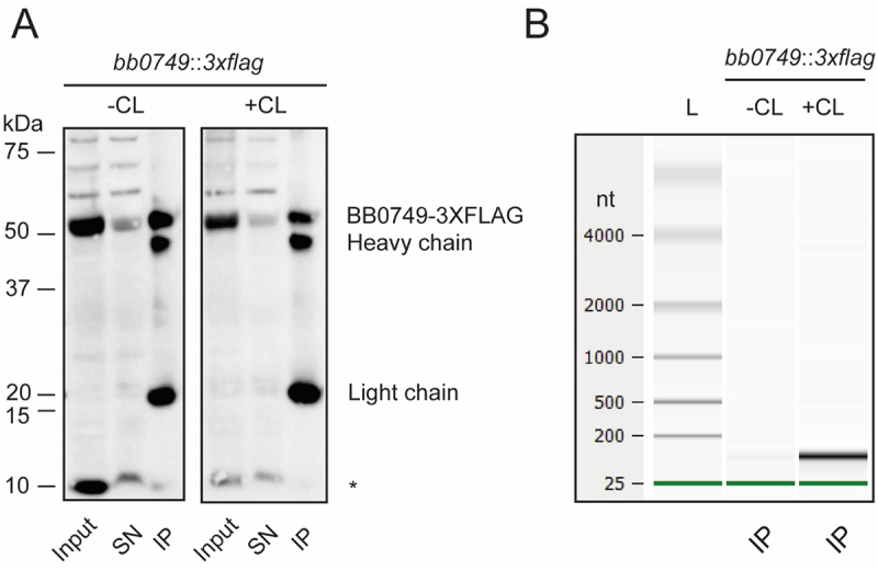 BB0749-3×FLAG binds RNA inB. burgdorferi. Crosslinking immunoprecipitation (CLIP) of BB0749-3×FLAG demonstrates RNA bindingin vivo. (A)N-terminally tagged BB0749 cultures were grown and split in half. One half was UV crosslinked (+CL), while the other was not (−CL). The cell lysates from the two samples were immunoprecipitated with anti-FLAG antibody. Cell lysates (input), supernatants after the immunoprecipitation (SN) and the immunoprecipitations (IP) were separated on a denaturing SDS polyacrylamide gel and transferred to a PVDF membrane and immunoblotted with anti-FLAG antibody. BB0749 (~50 kDa) is detected in all samples but is depleted in the SN and enriched in the IP. Preliminary mass spectrometry data suggest the smaller band detected and denoted with an * may be a small isoform or proteolytic fragment of BB0749 (~10 kDa). The heavy and light chain of the anti-FLAG antibody beads are also detected (~22 kDa and ~50 kDa). (B) Bioanalyzer gel image of non-crosslinked (−CL) and crosslinked (+CL) IP RNA samples. Green lines represent bioanalyzer lower marker. All experiments were performed in triplicate.