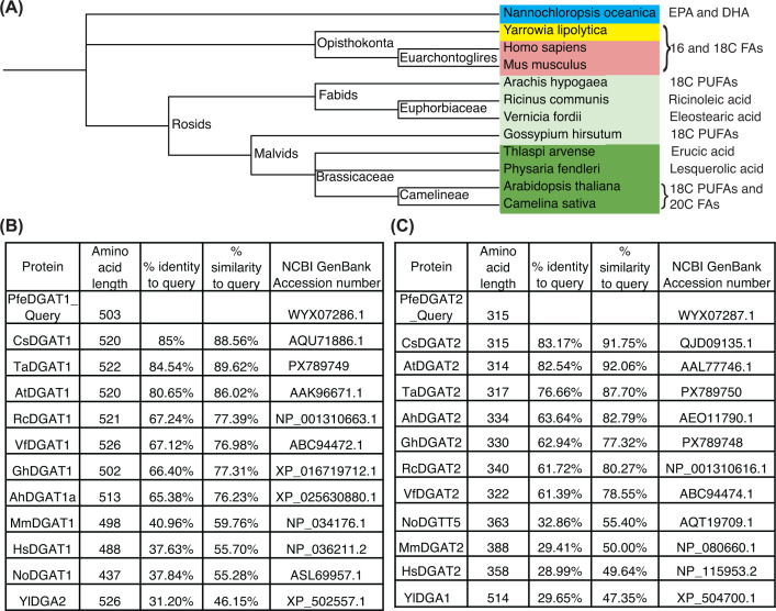Phylogenetic relationships of selected species and sequence comparison of DGAT1 and DGAT2 proteins analyzed in this study(A) Phylogenetic tree illustrating the evolutionary placement of species representing major taxonomic groups. Species belonging to Brassicaceae, non-Brassicaceae dicots, mammals, yeast, and algae are highlighted in dark green, light green, pink, yellow, and blue, respectively. The predominant unusual or characteristic FA produced by each species is indicated adjacent to its name. Abbreviations: fatty acids (FAs); polyunsaturated fatty acid (PUFAs); eicosapentaenoic acid (EPA); and docosahexaenoic acid (DHA). Amino acid sequence length, identity, and similarity of DGAT1 (B) and DGAT2 (C) homologs relative toP. fendleriDGAT1 (PfeDGAT1), which was used as the query sequence for BLAST and multiple sequence alignment (MSA).