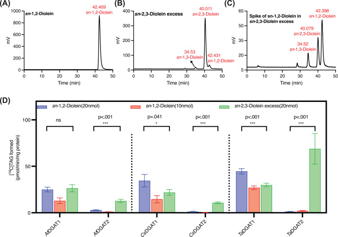DGAT1 and DGAT2enzymes from Brassicaceae species,Arabidopsis(At),Camelina(Ca), andThlaspi(Ta) show differential specificities toward DAG enantiomers in TAG biosynthesis(A–C) High-performance liquid chromatography (HPLC) chromatograms showing the separation of diolein enantiomers. (A) Commercialsn-1,2-diolein shows a single peak, confirming 100%sn-1,2 identity. (B) Partial hydrolysis of triolein withRhizomucor mieheiTAG lipase produces a mixture enriched insn-2,3-diolein (∼89%), with minorsn-1,2-DAG (∼8%) andsn-1,3-DAG (∼2.8%), which is designated assn-2,3-diolein excess. (C) Spike-in ofsn-1,2-diolein into thesn-2,3-diolein excess mixture confirms peak identities. (D) Enzyme assays were performed using [14C]18:1-CoA (1 nmol) as the acyl donor and eithersn-1,2-diolein at 20 nmol (blue) or 10 nmol (red), or 20 nmolsn-2,3-diolein excess (green) as acyl acceptors. Bars represent the mean ± standard deviation (SD) of three technical replicates. Statistical significance was determined by one-way ANOVA followed by post-hoc tukey’s using GraphPad Prism. ns, not significant.