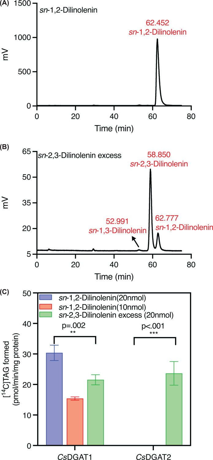 Camelina sativaDGAT1 and DGAT2 DAG enantiomer selectivity is retained with polyunsaturated DAG molecular species(A,B) HPLC chromatograms showing the separation of dilinolenin enantiomers. (A)sn-1,2-dilinolenin derived fromsn-1,2-18:3-PC by phospholipase C digestion showed a single peak, confirming 100%sn-1,2 identity. (B)sn-2,3-dilinolenin excess generated from trilinolenin hydrolysis byRhizopus meheilipase that contain a mixture of ∼89%sn-2,3-dilinolenin, ∼8% sn-1,2-dilinolenin and ∼2.8% of sn-1,3-dilinolenin. (C) Enzyme assays were performed using [14C]18:1-CoA (1 nmol) as the acyl donor and eithersn-1,2-dilinolenin at 20 nmol (blue) or 10 nmol (red), or 20 nmolsn-2,3-dilinolenin excess (green) as acyl acceptors. Bars represent the mean ± SD of three technical replicates. Statistical significance was determined by one-way ANOVA followed by post-hoc tukey’s using GraphPad Prism. ns, not significant.
