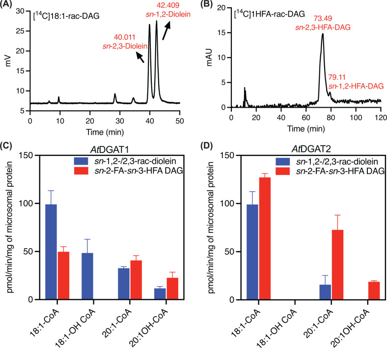 AtDGAT1 andAtDGAT2 activities with different acyl-CoAs using 18:1-rac-DAG and 1HFA-rac-DAG substrates(A,B) HPLC chromatograms showing DAG enantiomer composition of the DAG substrates used. (A) [14C]18:1-rac-DAG contained approximately equal proportions ofsn-1,2-diolein andsn-2,3-diolein. (B) [14C]1HFA-DAG (mainlysn-2-FA-sn-3-HFA-DAG) generated from [14C]2HFA-TAG (sn-1,3-HFA-sn-2-FA-TAG; isolated fromP. fendleriand enriched in 20:1OH) byRhizomucor mieheilipase digestion contained ∼90%sn-2-FA-sn-3-HFA-DAG and ∼10%sn-1-HFA-sn-2-FA-DAG. (C,D) Activities of AtDGAT1 and AtDGAT2 with 20 nmol of 18:1-rac-DAG or 1HFA-rac-DAG and 5 nmol of the indicated acyl-CoAs. Activities were assayed using microsomes prepared from yeast expressing each DGAT isoform. Bars represent mean ± SD of three technical replicates.