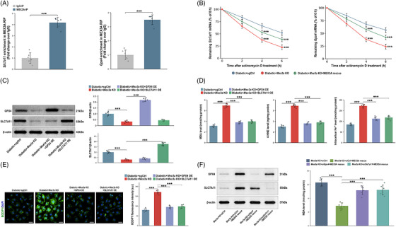 Mex‐3 RNA‐binding family member A (MEX3A) associates withSlc7a11/Gpx4 transcripts and GPX4/SLC7A11 mediate the MEX3A‐linked macrophage phenotype. (A) RNA immunoprecipitation‐qPCR (RIP‐qPCR) analysis showingSlc7a11and Gpx4 RNA enrichment in MEX3A immunoprecipitates relative to IgG control. (B) Actinomycin D chase assays showing remainingSlc7a11and Gpx4 mRNA percentages after transcriptional blockade in diabetic + sgCtrl, diabetic +Mex3a‐knockout (KO) and diabetic +Mex3a‐KO + MEX3A rescue macrophages. (C) Western blot validation of GPX4 or SLC7A11 overexpression inMex3a‐KO bone marrow‐derived macrophages (BMDMs). (D) Malondialdehyde (MDA), 4‐hydroxynonenal (4‐HNE) and intracellular Fe2+measurements after GPX4 or SLC7A11 overexpression. (E) BODIPY‐C11/4′,6‐diamidino‐2‐phenylindole (DAPI) images and quantification of lipid reactive oxygen species (ROS) after GPX4 or SLC7A11 overexpression. Scale bars, 50 µm. (F) Western blot verification of Gpx4 orSlc7a11knockdown in MEX3A‐rescuedMex3a‐KO cells and corresponding MDA readout.n= 6 independent BMDM preparations per group. Data are mean ± standard deviation (SD). One‐way or two‐way analysis of variance (ANOVA) with Tukey's post hoc test as appropriate.**p< .01;***p< .001.