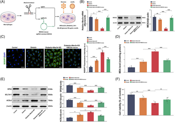CRISPR/Cas9‐mediatedMex3aknockout and Mex‐3 RNA‐binding family member A (MEX3A) re‐expression define aMex3a‐dependent macrophage phenotype. (A) Schematic of CRISPR/Cas9‐mediatedMex3aknockout, sgCtrl control, sgMex3atargeting and sgRNA‐resistant MEX3A rescue in primary bone marrow‐derived macrophages (BMDMs) under high glucose/oxidised low‐density lipoprotein (HG/oxLDL) stimulation. (B) qPCR and Western blot verification ofMex3aknockout and MEX3A rescue. (C) BODIPY‐C11/4′,6‐diamidino‐2‐phenylindole (DAPI) fluorescence images and quantification of lipid reactive oxygen species (ROS). Scale bars, 50 µm. (D) Malondialdehyde (MDA) levels in BMDMs. (E) Western blot analysis and quantification of GPX4, SLC7A11 and ACSL4. (F) Cell Counting Kit‐8 (CCK‐8) cell viability assay.n= 6 independent BMDM preparations per group. Data are mean ± standard deviation (SD). One‐way analysis of variance (ANOVA) with Tukey's post hoc test.*p< .05;**p< .01;***p< .001.