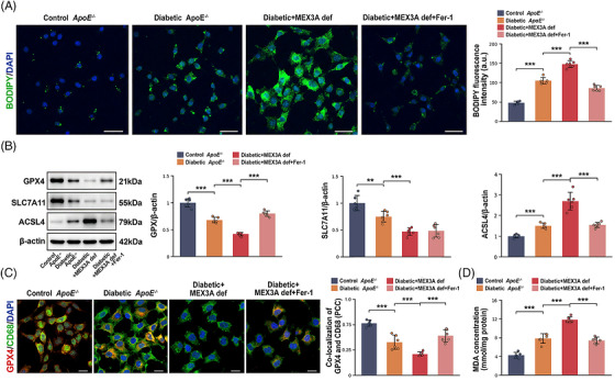 Ferrostatin‐1 (Fer‐1) attenuates Mex‐3 RNA‐binding family member A (MEX3A) deficiency‐associated ferroptosis‐related injury in macrophages under diabetic conditions. (A) BODIPY‐C11/4′,6‐diamidino‐2‐phenylindole (DAPI) fluorescence images and quantification of BODIPY‐C11 fluorescence intensity in controlApoE−/−, diabeticApoE−/−, diabetic + MEX3A def and diabetic + MEX3A def + Fer‐1 macrophages. Scale bars, 50 µm. (B) Western blot analysis and quantification of GPX4, SLC7A11 and ACSL4 normalised to beta‐actin. (C) Immunofluorescence images showing GPX4 (red), CD68 (green) and DAPI (blue), with quantification of GPX4/CD68 co‐localisation by Pearson correlation coefficient (PCC). Scale bars, 20 µm. (D) Malondialdehyde (MDA) concentration.n= 6 independent bone marrow‐derived macrophage (BMDM) preparations per group. Data are mean ± standard deviation (SD). One‐way analysis of variance (ANOVA) with Tukey's post hoc test.**p< .01;***p< .001.