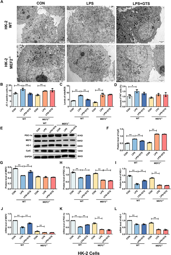 MEF2 contributes to GTS‐21‐mediated upregulation of PGC‐1α and HO‐1 in HK‐2 cells. (A) Representative TEM images of HK‐2 cells. Scale bar = 2 µm. (B–D) Effects of MEF2 deficiency on MMP, mito‐ROS levels and apoptosis in HK‐2 cells after LPS stimulation. (E–I) Representative Western blot images and quantitative analysis of Cyt c, MEF2, HO‐1 and PGC‐1α in MEF2‐deficient HK‐2 cells following LPS stimulation. (J–L) mRNA expression levels of MEF2, HO‐1 and PGC‐1α in MEF2‐deficient HK‐2 cells following LPS stimulation. Data are presented as mean ± SD.*p< .05,**p< .01.