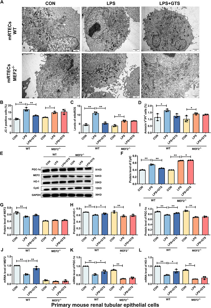 MEF2 contributes to GTS‐21‐mediated upregulation of PGC‐1α and HO‐1 in mRTECs. (A) Representative TEM images of mRTECs. Scale bar = 2 µm. (B–D) Effects of MEF2 deficiency on MMP, mito‐ROS levels and apoptosis in mRTECs following LPS stimulation. (E–I) Representative Western blot images and quantitative analysis of Cyt c, MEF2, HO‐1 and PGC‐1α in MEF2‐deficient mRTECs following LPS stimulation. (J–L) mRNA expression levels of MEF2, HO‐1 and PGC‐1α in MEF2‐deficient mRTECs following LPS stimulation. Data are presented as mean ± SD.*p< .05,**p< .01.