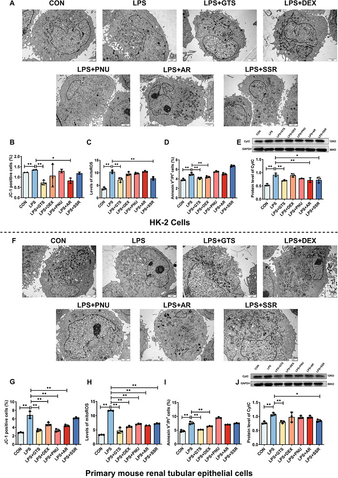 α7nAChR agonists attenuate LPS‐induced renal tubular cell injury in vitro. (A) Representative TEM images of HK‐2 cells. Scale bar = 2 µm. (B–E) Quantitative analyses of MMP, mito‐ROS levels, apoptosis, and Cyt c release in HK‐2 cells following treatment with different α7nAChR agonists. (F) Representative TEM images of mRTECs. Scale bar = 2 µm. (G–J) Quantitative analyses of MMP, mito‐ROS levels, apoptosis, and CytC release in mRTECs following treatment with different α7nAChR agonists. Data are presented as mean ± SD. *p< .05, **p< .01, ***p< .001.