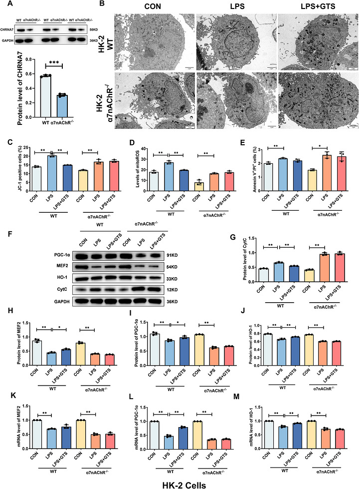 α7nAChR knockout reverses the protective effects of GTS‐21 against LPS‐induced injury in HK‐2 cells. (A) Validation of α7nAChR deficiency in HK‐2 cells. (B) Representative TEM images of HK‐2 cells. Scale bar = 2 µm. (C–E) Effects of α7nAChR on MMP, mito‐ROS levels and apoptosis in HK‐2 cells. (F–J) Representative Western blot images and quantitative analysis of CytC, MEF2, HO‐1 and PGC‐1α in HK‐2 cells. (K–M) mRNA expression levels of MEF2, HO‐1 and PGC‐1α in HK‐2 cells. Data are presented as mean ± SD.*p< .05,**p< .01.