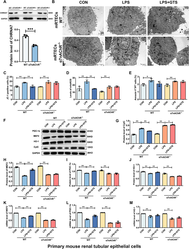 α7nAChR knockout reverses the protective effects of GTS‐21 against LPS‐induced injury in mRTECs. (A) Validation of α7nAChR deficiency in mRTECs. (B) Representative TEM images of mRTECs. Scale bar = 2 µm. (C–E) Effects of α7nAChR deficiency on MMP, mito‐ROS levels and apoptosis in mRTECs. (F–J) Representative Western blot images and quantitative analysis of CytC, MEF2, HO‐1 and PGC‐1α in mRTECs. (K–M) mRNA expression levels of MEF2, HO‐1 and PGC‐1α in mRTECs. Data are presented as mean ± SD.*p< .05,**p< .01.