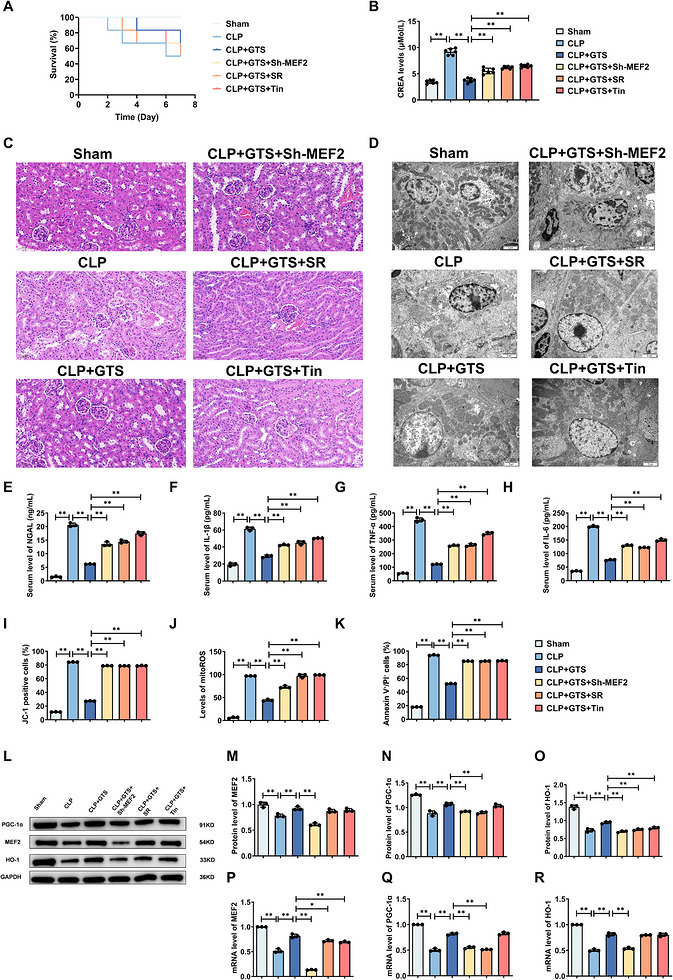 GTS‐21 ameliorates CLP‐induced injury in mice in a MEF2/PGC‐1α/HO‐1‐dependent manner. (A) Effects of MEF2 deficiency or inhibition of PGC‐1α and HO‐1 on survival in CLP‐induced mice. (B) Effects of MEF2 deficiency or inhibition of PGC‐1α and HO‐1 on serum creatinine levels in CLP‐induced mice. (n= 6) (C) Representative H&E‐stained images of kidney tissues from CLP‐induced mice. Scale bar = 50 µm. (D) Representative TEM images of kidney tissues from CLP‐induced mice. Scale bar = 2 µm. (E–H) Effects of MEF2 deficiency or inhibition of PGC‐1α and HO‐1 on serum levels of NGAL, IL‐1β, TNF‐α and IL‐6 in CLP‐induced mice. (I–K) Effects of MEF2 deficiency or inhibition of PGC‐1α and HO‐1 on MMP, mitochondrial ROS levels and apoptosis in CLP‐induced mice. (L–O) Representative Western blot images and quantitative analysis of MEF2, HO‐1 and PGC‐1α in CLP‐induced mice. (P–R) mRNA expression levels of MEF2, HO‐1 and PGC‐1α in CLP‐induced mice. Data are presented as mean ± SD. *p < .05, **p < .01. (n= 3mice per group).