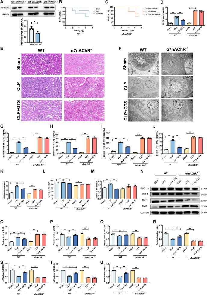 GTS‐21 ameliorates mitochondrial damage and promotes mitochondrial biogenesis in CLP‐induced mice. (A)Validation of α7nAChR deficiency in mouse kidney tissues. (B and C) Effects of GTS‐21 on survival in CLP‐induced mice. (n= 6) (D) Effects of α7nAChR on serum creatinine levels in CLP‐induced mice. (E) Representative H&E‐stained images of kidney tissues from CLP‐induced mice. Scale bar = 50 µm. (F) Representative TEM images of mitochondrial ultrastructure in kidney tissues from different experimental groups, including Sham, CLP and CLP + GTS‐21 mice. Scale bar = 2 µm. (G‐J) Effects of α7nAChR on serum levels of NGAL, IL‐1β, TNF‐α and IL‐6 in CLP‐induced mice. (K–M) Effects of α7nAChR on MMP, mito‐ROS levels and apoptosis in CLP‐induced mice. (N–R) Representative Western blot images and quantitative analysis of CytC, MEF2, HO‐1, and PGC‐1α in CLP‐induced mice. (T‐U) mRNA expression levels of MEF2, HO‐1 and PGC‐1α in CLP‐induced mice. Data are presented as mean ± SD.*p< .05,**p< .01. (n= 3mice per group).
