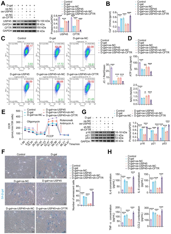 USP45 attenuates mitochondrial damage and senescence in CMs by upregulating CFTR protein stability. (A) WB analysis of USP45 and CFTR. (B) The Ca2+level in NMCM. (C) MMP was measured by JC‐1 flow cytometry. (D) ATP and NAD+/NADH levels. (E) Mitochondrial OCR levels in NMCMs were measured using an XFe96 Flux Analyzer. (F) SA‐β‐gal staining. (G) WB analysis of p16, p21, and p53. (H) The levels of SASP factors (IL‐6, IL‐8, TNF‐α, and CCL2) in NMCMs. Data are presented as mean ± SD,n= 3, *p< 0.05, **p< 0.01, ***p< 0.001.