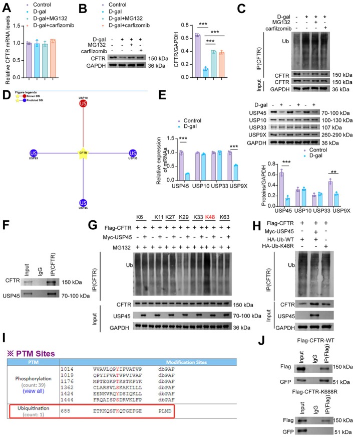 CFTR is deubiquitinated by USP45 at the K688 residue and on K48‐linked ubiquitin chains. (A) RT‐qPCR analysis of CFTR mRNA. (B) WB analysis of CFTR. (C) D‐gal‐induced NMCMs were treated with MG132 (10 μM for 12 h) and carfilzomib (1 μM for 12 h), followed by immunoprecipitation (IP) to assess the ubiquitination level of CFTR. (D) Prediction of CFTR‐targeting deubiquitinating enzymes was performed using the UbiBrowser 2.0 database. (E) RT‐qPCR and WB analysis of USP45, USP10, USP33, USP9X. (F) CO‐IP of CFTR and USP45. (G) Identification of USP45‐targeted ubiquitin linkages on CFTR by IP/WB. (H) Overexpression of USP45 or mutation of the ubiquitin chain residue to K48R (K48R mutant) resulted in the suppression of CFTR ubiquitination. (I) The GPS‐PTMD database predicted K688 as a potential ubiquitination site on CFTR. (J) NMCMs were co‐transfected with GFP‐USP45 and either WT or K688R CFTR fragments for 48 h. Proteins were pulled down using IgG and an anti‐CFTR antibody, and further analyzed by WB with antibodies against CFTR and USP45 (GFP). Data are presented as mean ± SD,n= 3, **p< 0.01, ***p< 0.001.