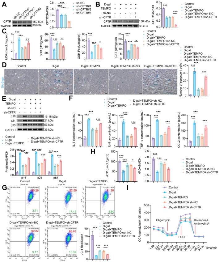CFTR inhibition aggravates D‐gal‐induced cardiomyocyte senescence and oxidative stress. (A, B) WB analysis of CFTR. (C) MDA, SOD, GSH‐Px, and CAT levels in NMCMs. (D) SA‐β‐gal staining. (E) WB analysis of p16, p21, and p53. (F) The levels of SASP factors (IL‐6, IL‐8, TNF‐α, and CCL2) in NMCMs. (G) MMP was assessed using JC‐1 staining followed by flow cytometry. (H) Levels of ATP, NAD+/NADH of NMCMs. (I) Mitochondrial OCR levels in NMCMs were measured using an XFe96 Flux Analyzer. Data are presented as mean ± SD,n= 3, *p< 0.05, **p< 0.01, ***p< 0.001.