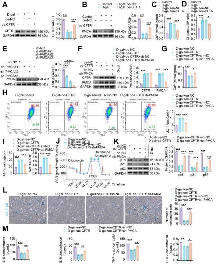 PMCA‐mediated Ca2+ clearance is required for CFTR to ameliorate mitochondrial dysfunction and cellular senescence in D‐gal‐treated NMCMs. (A) WB analysis of PMCA. (B) Levels of Ca2+. (C) Levels of Cl−. (D) WB analysis of PMCA. (E) WB analysis of CFTR and PMCA. (F) Levels of Ca2+. (G) Flow cytometric analysis of MMP with JC‐1. (H) Levels of ATP and NAD+/NADH. (I) SA‐β‐gal staining was performed to detect senescent cells. (J) Mitochondrial OCR levels in NMCMs were measured using an XFe96 Flux Analyzer. (K) WB analysis of p16, p21, and p53. (L) SA‐β‐gal staining in NMCMs. (M) The levels of SASP factors (IL‐6, IL‐8, TNF‐α, and CCL2) in NMCMs. Data are presented as mean ± SD,n= 3, *p< 0.05, **p< 0.01, ***p< 0.001.