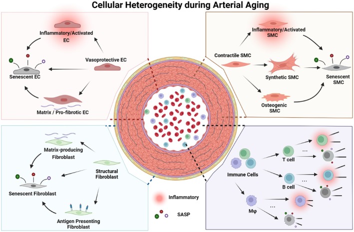 Graphical abstract showing arterial cell subpopulations and their functional changes during aging. Transcriptomic profiling studies across species identify age‐associated endothelial, smooth muscle, fibroblast, and immune cell states characterized by inflammation, extracellular matrix remodeling, phenotypic switching, and cellular senescence. Homeostatic endothelial cells of the intima acquire pro‐inflammatory and pro‐fibrotic phenotypes, while contractile smooth muscle cells in the media transition toward activated, synthetic, and osteogenic states. Adventitial fibroblast increase matrix production, and can acquire antigen presenting properties through major histocompatibility complex class II (MHC II) expression. Immune cells become highly heterogenous in response to inflammatory stimuli and antigen exposure. Persistent cellular stress, including reactive oxygen species (ROS) mediated damage or increased cell turnover, forces arterial cells into premature or replicative senescence. Detailed expression profiles contributing to arterial cell heterogeneity during natural aging and in the presence of associated risk factors are listed in Tables1and2.