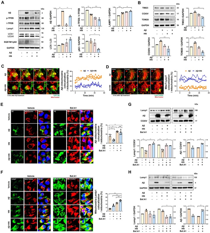 HN reduced the mitochondrial mass by enhancing the removal of Aβ‐accumulated mitochondria. (A, B) Representative immunoblots and quantification show that HN reduces Aβ by regulating lysosomal biogenesis‐related TFEB and autophagic protein LC3, while simultaneously eliminating mitochondrial mass (TIM23, COX IV, TOM20). Proteins were obtained from whole cell lysates of ARPE19 cells 6 h after exposure to Aβ and HN. (C) Dual‐color time‐lapse confocal images display the dynamics of Aβ‐accumulated mitochondria clearing. Images and quantification were achieved from living ARPE19 cells treated with FITC‐labeled Aβ (10 μM) and stained with MitoTracker (50 nM) after exposure to Aβ and HN. Colocalization of FITC‐labeled Aβ and MitoTracker Red was quantified as a percentage of the total MitoTracker Red area. Scale bar, 10 μm. (D) Dual‐color time‐lapse confocal images display the dynamic fusion process between mitochondria and lysosomes. Images and quantification were achieved from living ARPE19 cells stained with MitoTracker (50 nM) and LysoTracker (50 nM). Colocalization of MitoTracker Red with LysoTracker Green was quantified as a percentage of the total MitoTracker Red area. Scale bar, 10 μm. (E, F) Representative confocal images exhibit that bafiolomycin A1 (Baf.A1) counteracts the reduced level of colocalization between FITC‐labeled Aβ and MitoTracker Red induced by HN, while emphasizing the increased level of colocalization between MitoTracker Red and LAMP1 induced by HN. Colocalization of MitoTracker Red and FITC‐labeled Aβ or LAMP1 was quantified as a percentage of the total MitoTracker Red area. Scale bar, 10 μm. (G) Representative immunoblot and quantification of mitochondrial fractions show that HN enhances the translocation of LAMP1 to the mitochondria, resulting in a reduction in Aβ accumulation. Bafilomycin treatment further emphasizes the HN‐induced translocation of LAMP1 and the accumulation of Aβ within the mitochondria. Expression levels were normalized to the respective COX IV expression levels. (H) Representative immunoblot and quantification of the cytosolic fraction show that bafilomycin treatment effectively reveals HN‐induced LAMP1 depletion and Aβ accumulation. Expression levels were normalized to the respective GAPDH expression levels. The number of biologically independent experiments is 3 in (A‐D, G, H) and 5 in (E, F). Data are presented as mean ± SD.pvalues were determined using one‐way ANOVA with Tukey's multiple‐comparison analysis (A, B, E–H) and unpaired two‐tailed Student'st‐test (C, D). *p< 0.05, **p< 0.01, and ***p< 0.001.