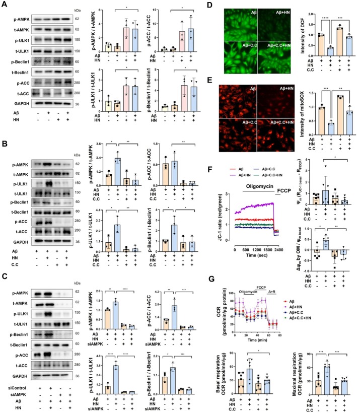 HN activates AMPK‐ULK1‐Beclin1 pathway and reverses Aβ‐induced mitochondrial dysfunction. (A–C) Representative immunoblots and quantification of total and phosphorylated protein levels of AMPK, ULK1, Beclin1, and ACC in ARPE‐19 cells. Effects of HN on the signaling enzymes' activation were evaluated under pre‐incubation with 10 μM Compound C (B) or knock‐down of AMPK by transfecting siRNA for 72 h (C). (D, E) DCF‐DA (5 mM) or mitoSOX (5 mM) was loaded and fluorescence images were analyzed for estimating cytosolic (D) or mitochondrial ROS (E) generation, respectively. (F, G) HN‐induced changes in mitochondrial membrane potentials (ΔΨm) (F) and oxygen consumption rate (OCR) (G) were measured under pre‐incubation with 10 μM Compound C. The number of biologically independent experiments is 6 in (G), 5 in (F), and 3 in (A–E). Data are presented as mean ± SD.pvalues were determined using one‐way ANOVA with Tukey's multiple‐comparison analysis. *p< 0.05, **p< 0.01, ***p< 0.001, and ****p< 0.0001. Scale bar, 20 μm.