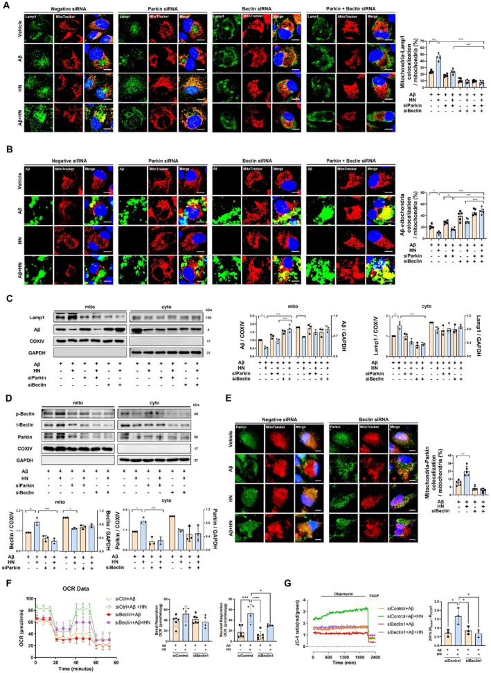 HN facilitates Parkin translocation to mitochondria upon Beclin1 dependency. (A) Representative confocal images show that colocalization of LAMP1 and MitoTracker induced by HN was reduced by the repression of Parkin or Beclin1 or both Parkin and Beclin1 simultaneously. Concurrent repression of Parkin and Beclin1 did not elicit a significant difference compared to the repression of Beclin1 alone. Scale bar, 10 μm. (B) Representative confocal images show that the decreased colocalization of FITC‐labeled Aβ and MitoTracker Red induced by HN was increased by the repression of Parkin or Beclin1 or both Parkin and Beclin1 simultaneously. Concurrent repression of Parkin and Beclin1 did not elicit a significant difference compared to the repression of Beclin1 alone. Scale bar, 10 μm. (C) Representative immunoblot and quantification of the mitochondrial and cytoplasmic fractions exhibit that HN's role in facilitating the recruitment of LAMP1 to mitochondria and the removal of Aβ‐accumulated mitochondria was significantly inhibited by Beclin1 repression rather than Parkin. (D) Representative immunoblot and quantification of the mitochondrial and cytoplasmic fractions exhibit that the role of HN in recruiting Parkin to mitochondria was significantly inhibited not only by Parkin repression but also notably by Beclin1 repression. Phosphorylated Beclin1 was additionally assessed in relation to mitochondrial localization. (E) Representative confocal images demonstrate that the HN‐enhanced colocalization of MitoTracker Red and Parkin is diminished in response to Beclin1 repression. Scale bar, 10 μm. (F) Oxygen consumption rate (OCR) analysis showing that HN increases mitochondrial respiratory capacity, which is attenuated by Beclin1 knockdown. Quantification of basal and maximal respiration is presented. (G) Mitochondrial membrane potentials (ΔΨm) assessed using JC‐1 staining demonstrates that HN‐induced recovery of ΔΨm is reduced in Beclin1‐deficient cells. The number of biologically independent experiments is 4–5 in (A, B, E, F) and 3 in (C, D, G). Data are presented as mean ± SD.pvalues were determined using one‐way ANOVA with Tukey's multiple‐comparison analysis. *p< 0.05, **p< 0.01, ***p< 0.001 and ****p< 0.0001.