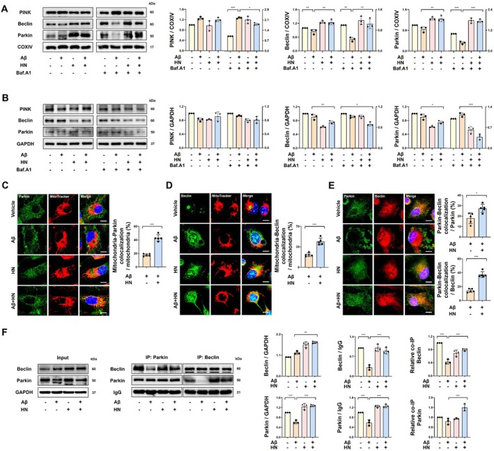 HN enhances the mitochondrial translocation of Parkin by promoting its interaction with Beclin1. (A) Representative immunoblot and quantification of mitochondrial fraction demonstrate that HN facilitates the translocation of both Parkin and Beclin1 to the mitochondria, leading to their accumulation in response to bafilomycin. Expression levels were normalized to the respective COX IV expression levels. (B) Representative immunoblot and quantification and of the cytosolic fraction show a decrease in Beclin1 levels in the cytoplasm due to promoted translocation to the mitochondria by HN. Bafilomycin enables the observation of Parkin translocation from the cytoplasm to the mitochondria, resulting in a decrease in the cytoplasmic level. Expression levels were normalized to the respective GAPDH expression levels. (C) Representative confocal images of MitoTracker Red and Parkin immunostaining depict that HN enhances the colocalization reduced by Aβ. The colocalization of MitoTracker Red with Parkin was quantified as a percentage of the total MitoTracker Red area. Scale bar, 10 μm. (D) Representative confocal images of MitoTracker Red and Beclin1 immunostaining depict that HN enhances the colocalization reduced by Aβ. The colocalization of MitoTracker Red and Parkin was quantified as a percentage of the total MitoTracker Red area. Scale bar, 10 μm. (E) Representative confocal images of Parkin and Beclin1 immunostaining depict that HN enhances the colocalization reduced by Aβ. The colocalization of Parkin with Beclin1 was quantified as a percentage of the total MitoTracker Red area. Scale bar, 10 μm. (F) Representative immunoblots and quantification show that HN enhances the interaction between Parkin and Beclin1, which is reduced by Aβ, as assessed by co‐IP using anti‐Parkin and anti‐Beclin1 antibodies. Input represents 10% of whole cell lysate from each sample as a control for protein expression. Quantification of input samples was normalized to GAPDH. Co‐immunoprecipitated proteins were quantified relative to IgG controls (Beclin1/IgG and Parkin/IgG), and the interaction between Parkin and Beclin1 was further expressed as relative co‐IP levels. The number of biologically independent experiments is 3 in (A, B, F) and 5 in (C‐E). Data are presented as mean ± SD.pvalues were determined using one‐way ANOVA with Tukey's multiple‐comparison analysis (A, B, F) and unpaired two‐tailed Student'st‐test (C–E). *p< 0.05, **p< 0.01, and ***p< 0.001.