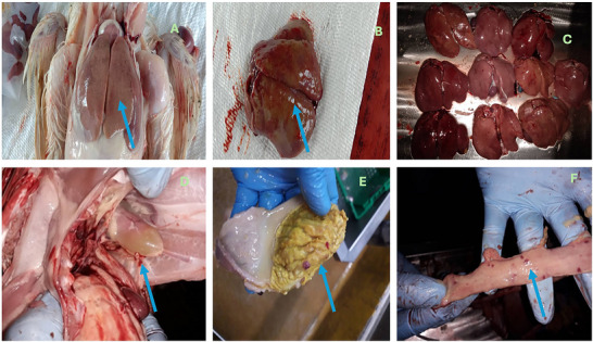 Gross pathological lesions observed in broiler chickens naturally infected with fowl adenovirus (FAdV): (A) enlarged, pale and friable liver with distinct reticular pattern; (B) multifocal hepatic necrosis with petechial haemorrhages on the liver surface; (C) comparison of multiple affected livers showing varying degrees of discolouration and enlargement; (D) the presence of hydropericardium; (E) erosive and ulcerative lesions in the gizzard lining consistent with AGE; and (F) petechial haemorrhagic in intestinal lining.
